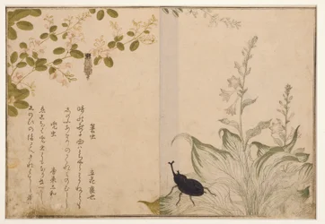 Basket worm and helmet beetle, 1788